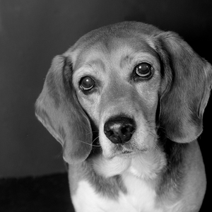 Fundraising Page: Fischer Steward